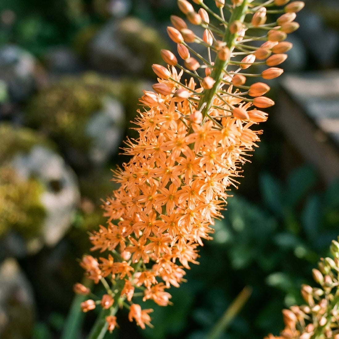 Lis des steppes, Eremurus 'Cleopatra'