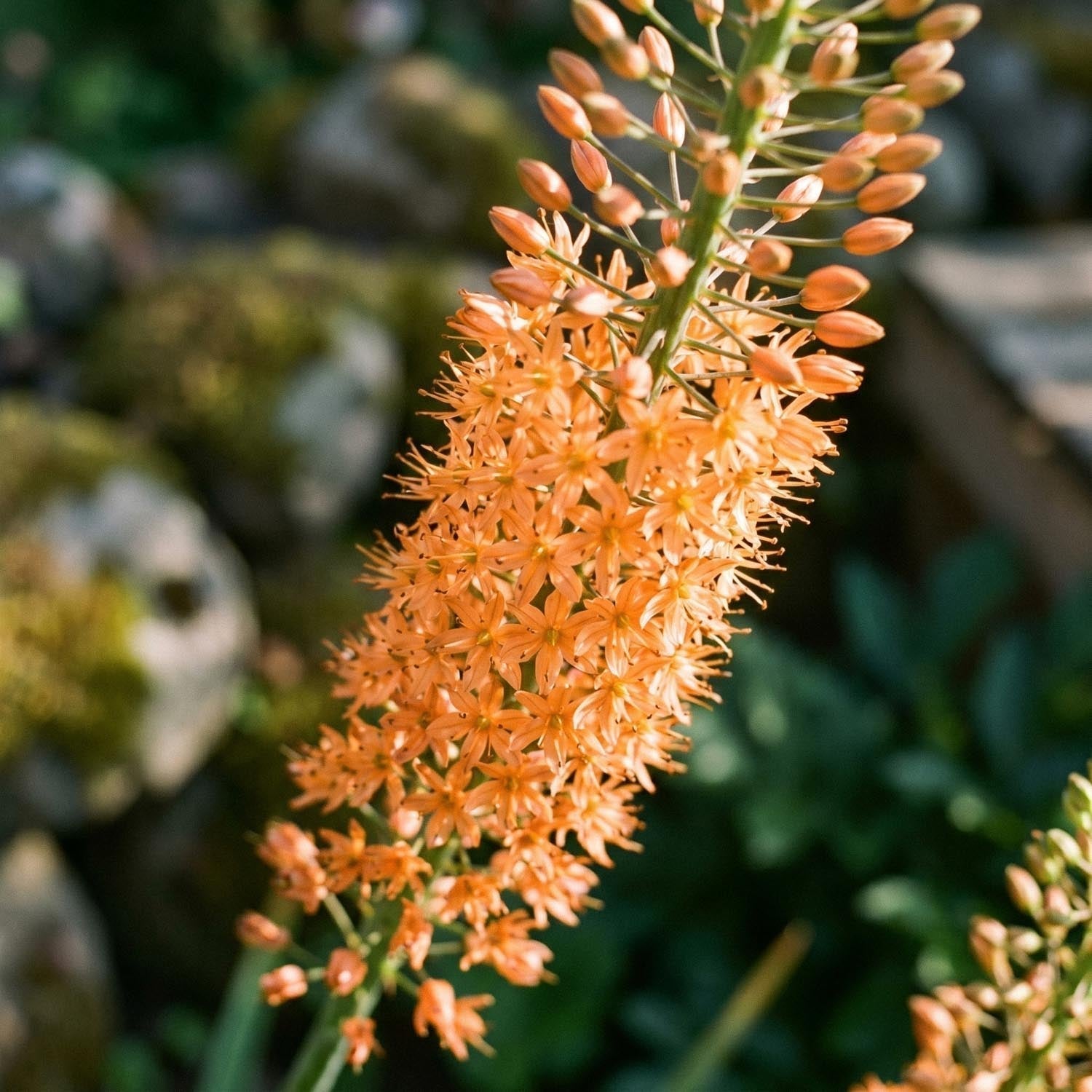 Lis des steppes, Eremurus 'Cleopatra'