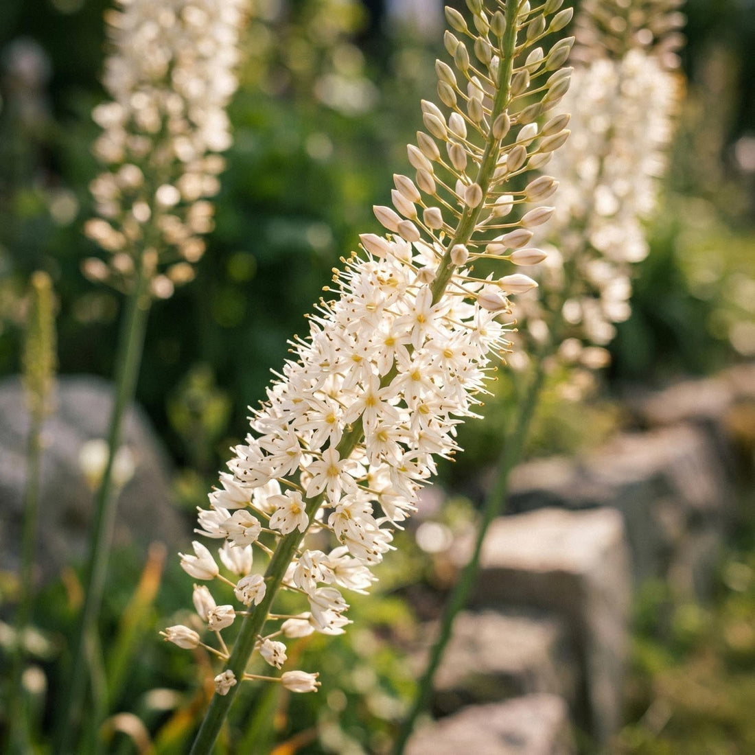 Lis des steppes, Eremurus 'Himalaicus'