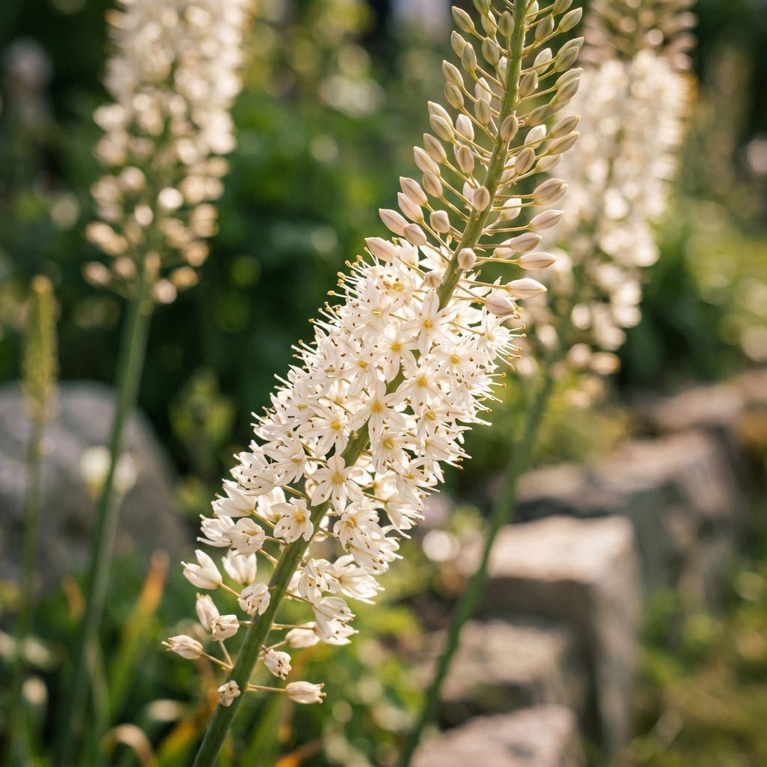Lis des steppes, Eremurus 'Himalaicus'