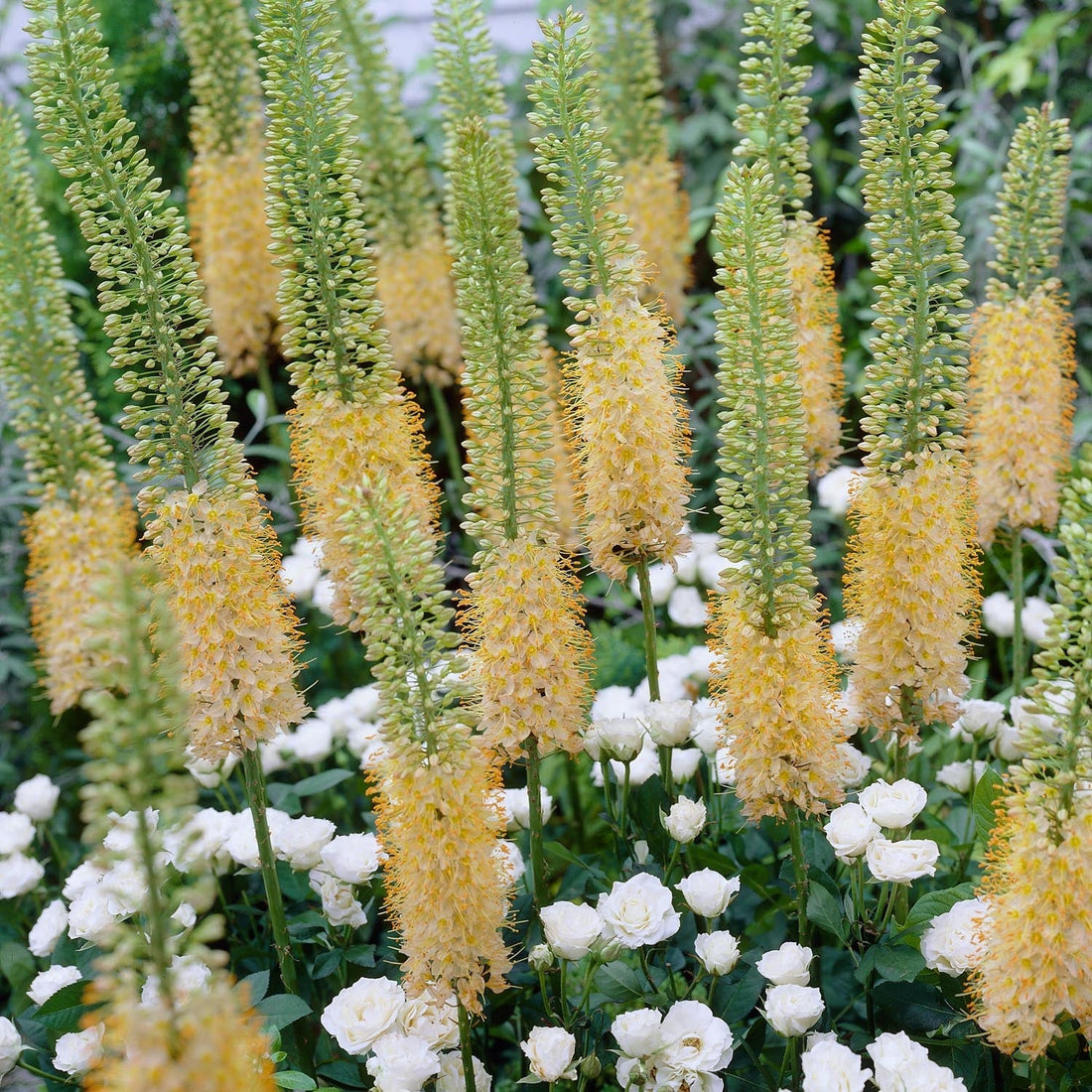 Lis des steppes, Eremurus 'Romance'
