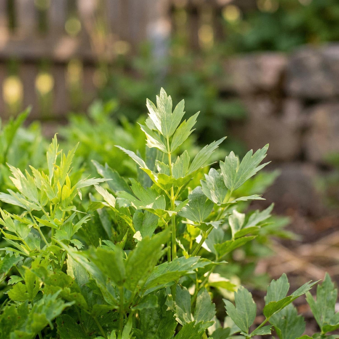 Livèche, Levisticum 'Officinale'
