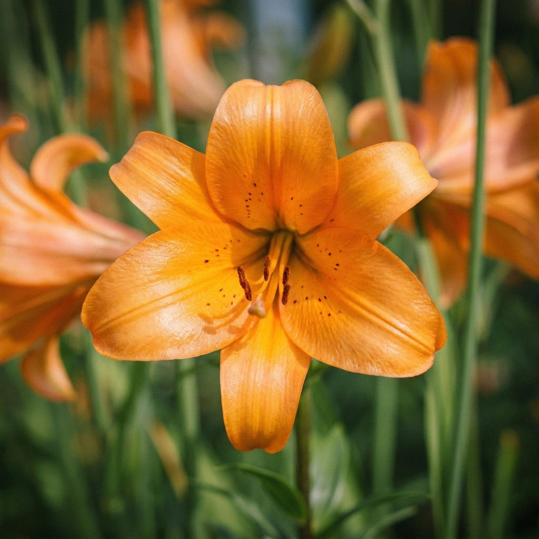 Lys 'African Queen'