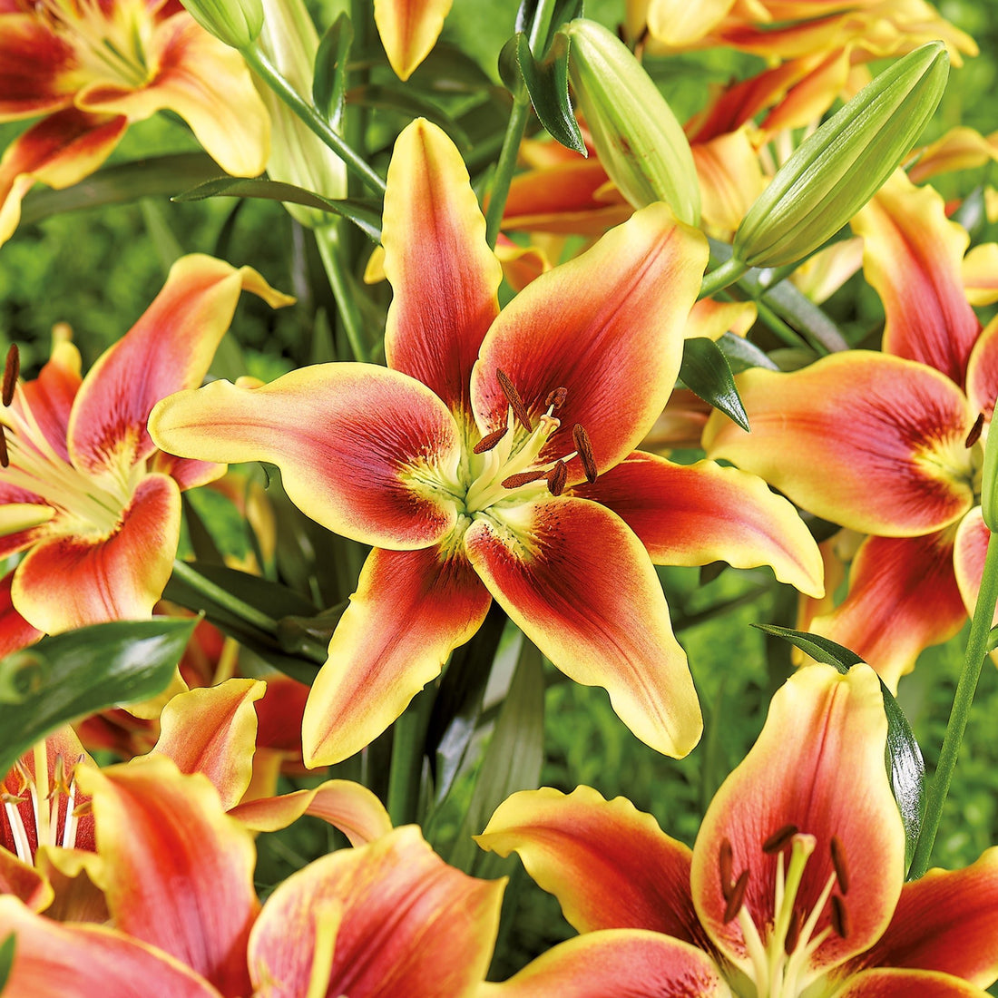 Lys 'Avalon Sunset'