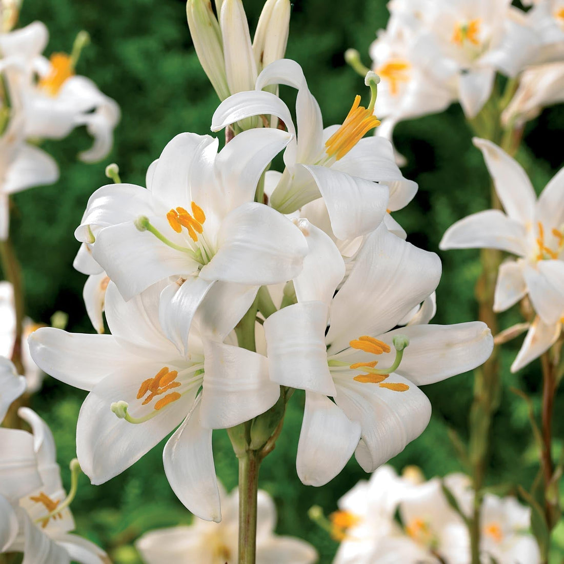 Lys 'Candidum'