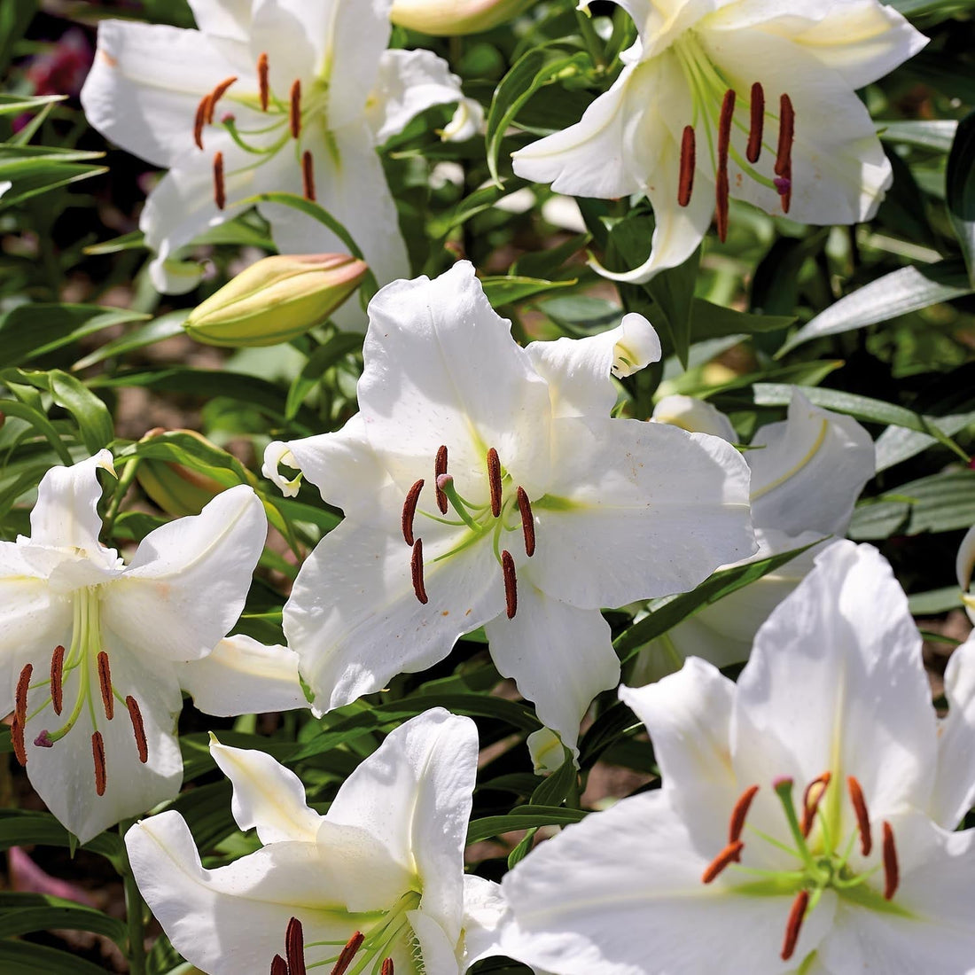 Lys 'Casablanca'