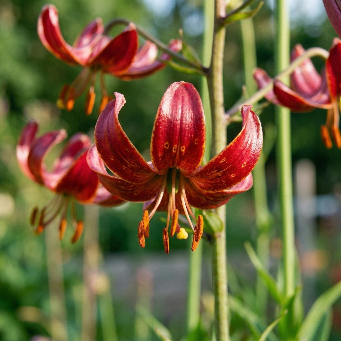 Lys 'Claude Shride'