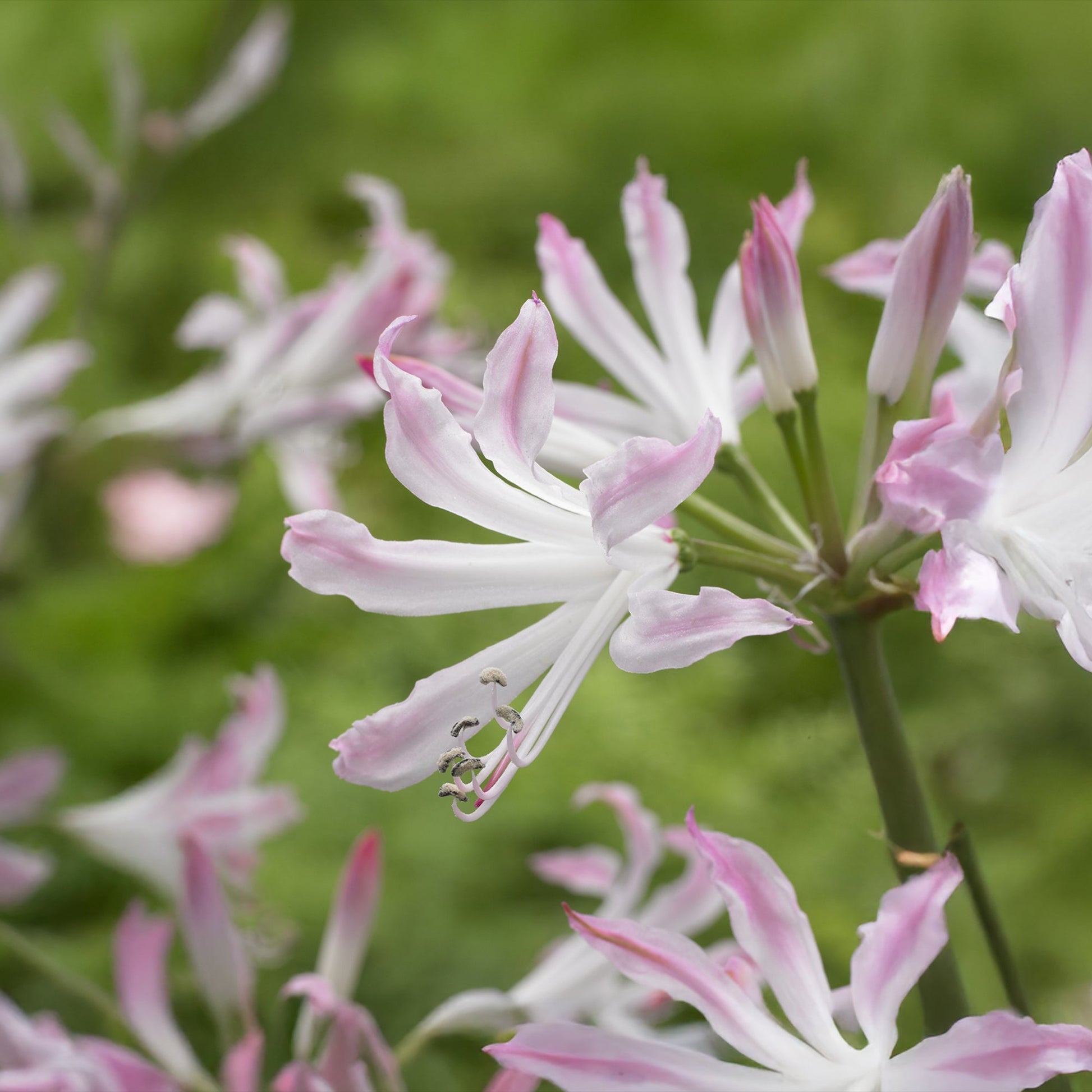 Lys de Guernesey, Nerine 'Bioncé'