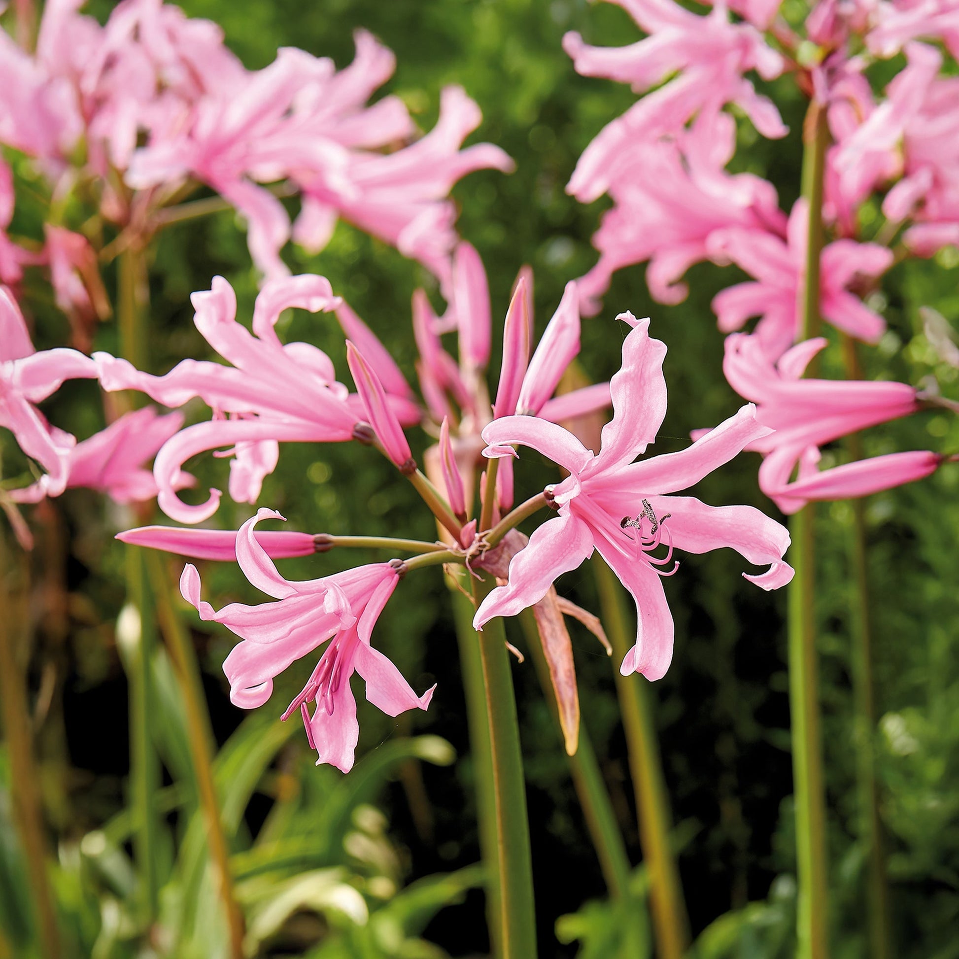Lys de Guernesey, Nerine bowdenii
