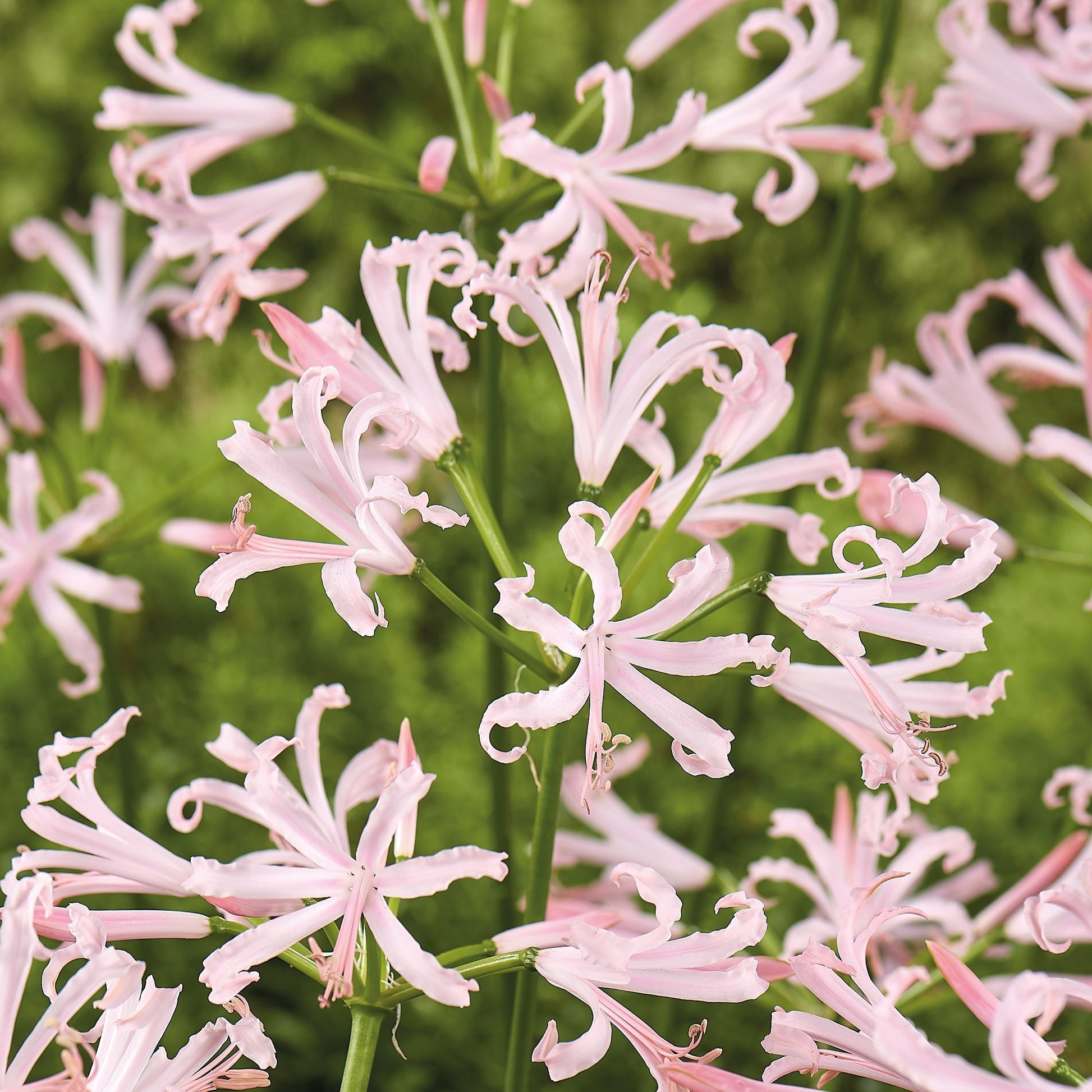 Lys de Guernesey, Nerine bowdenii 'Vesta K'