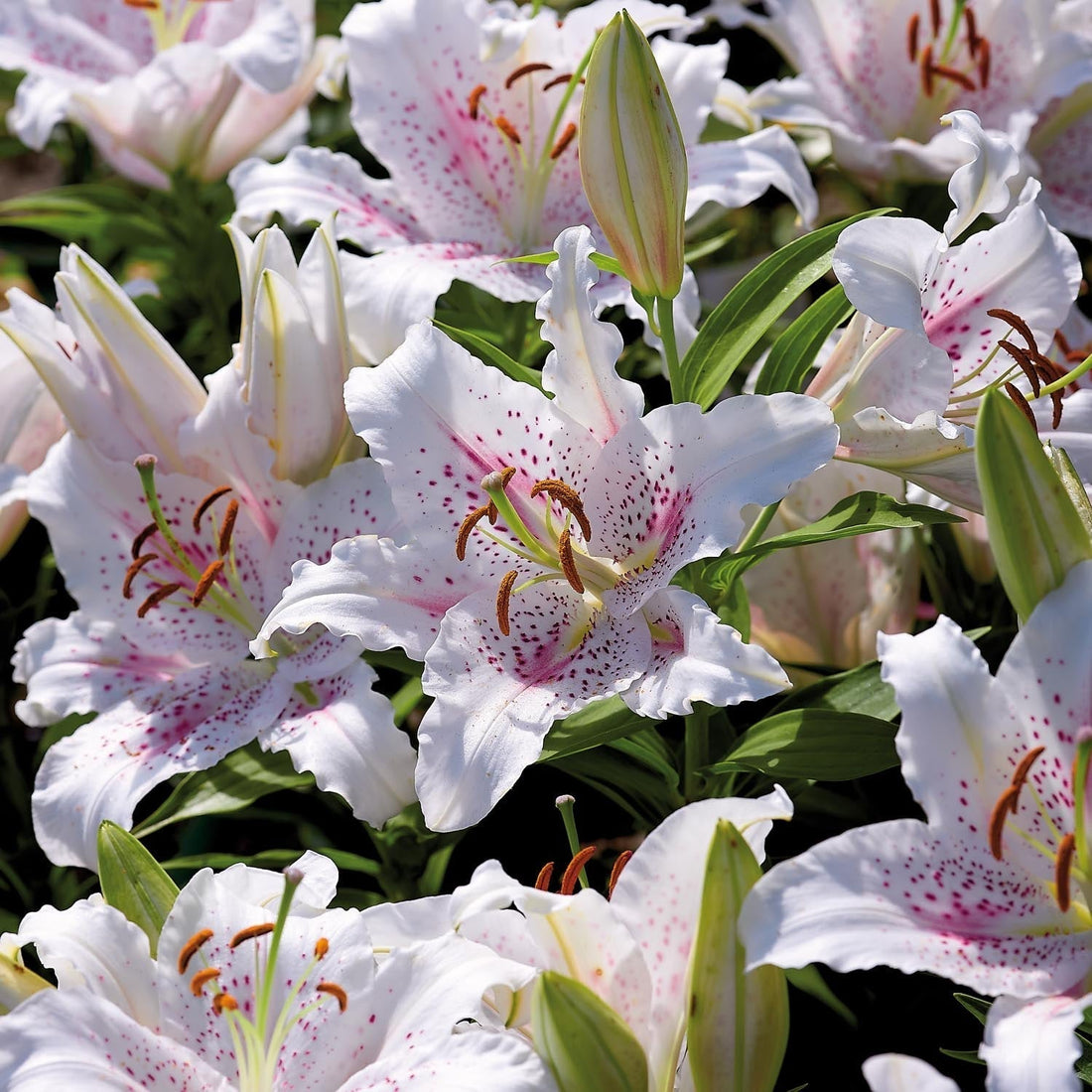 Lys 'Muscadet'