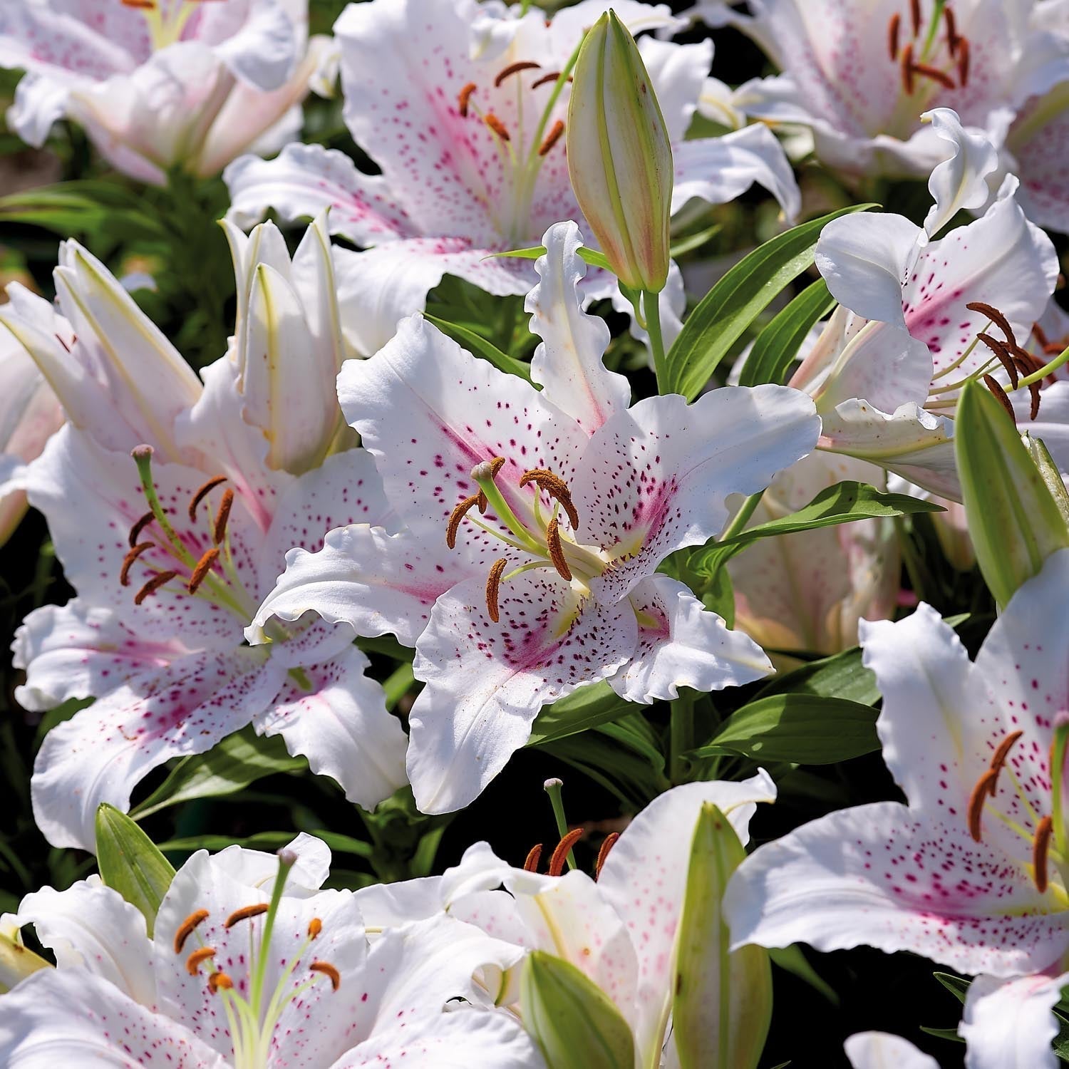 Lys 'Muscadet'