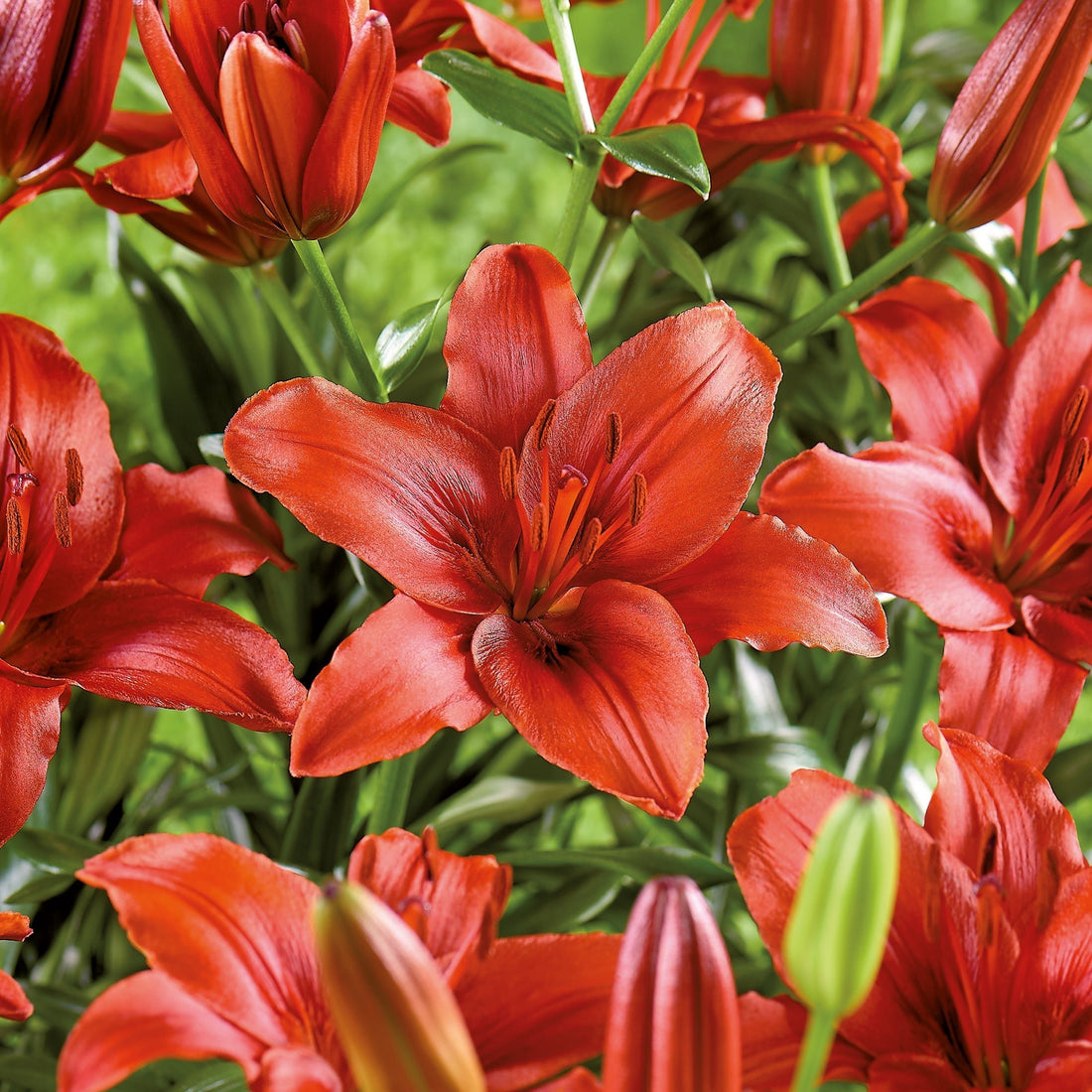 Lys 'Red Highland'