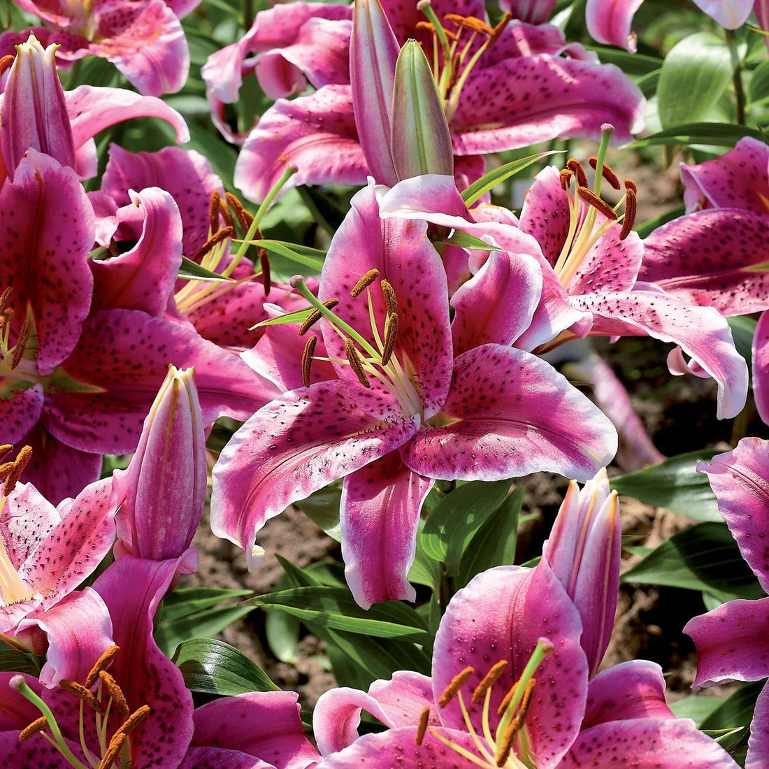 Lys 'Stargazer'
