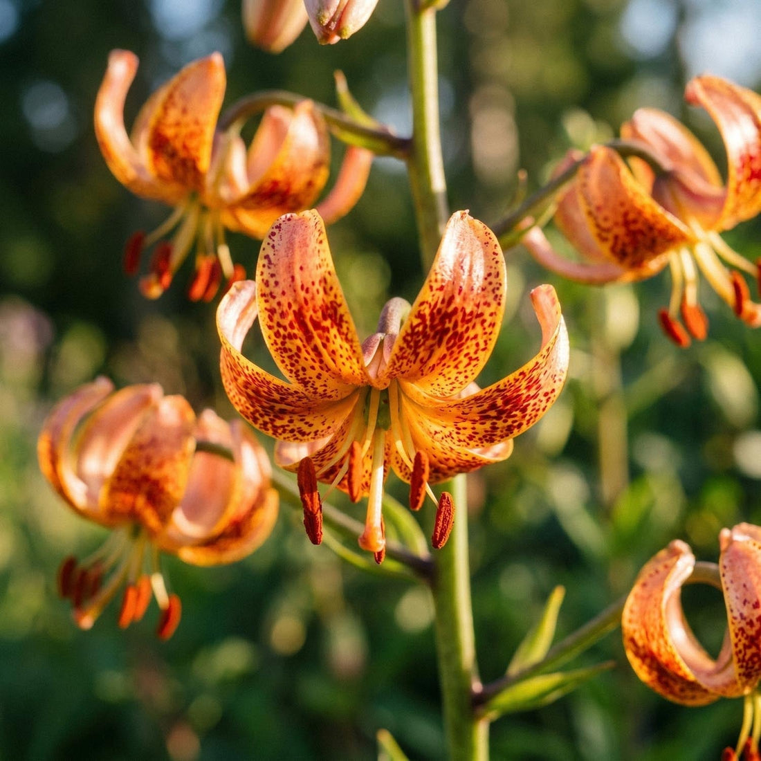 Lys 'Sunny Morning'