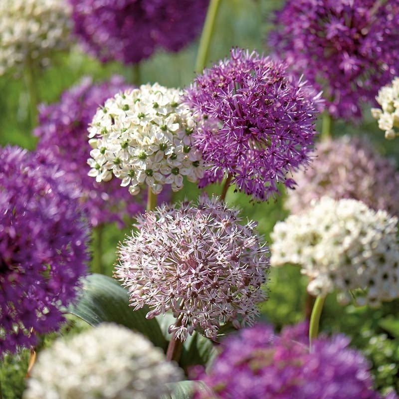 Mélange d’alliums 'Large Mixed'
