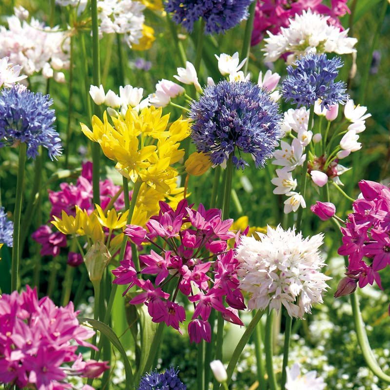Mélange d’alliums 'Mini Mixed'