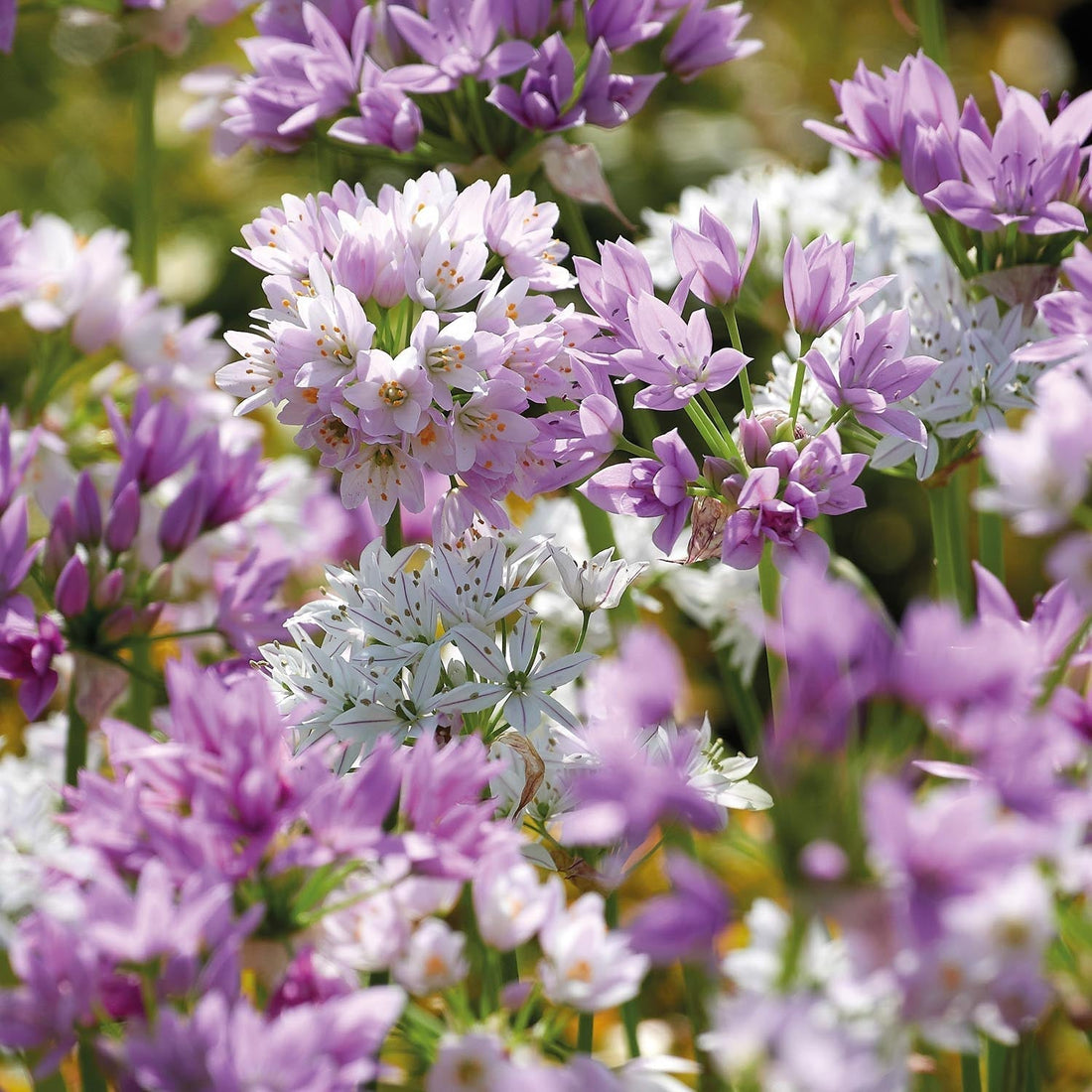 Mélange d’alliums 'Mini Pink Mixed'