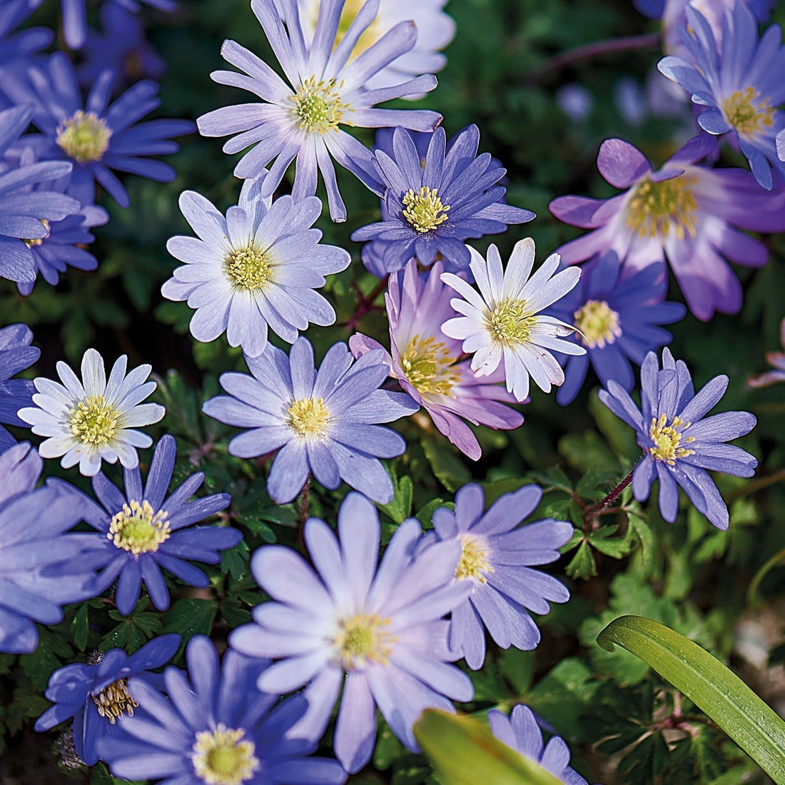 Mélange d’anémones 'Blanda Mixed'