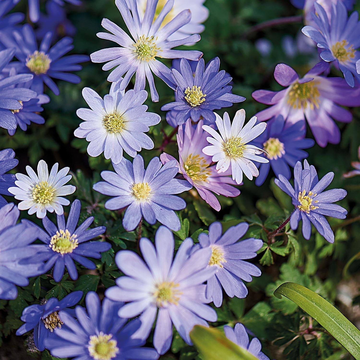 Mélange d’anémones 'Blanda Mixed'