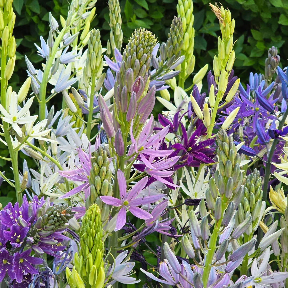 Mélange de Camassia 'Breeder Mixed'