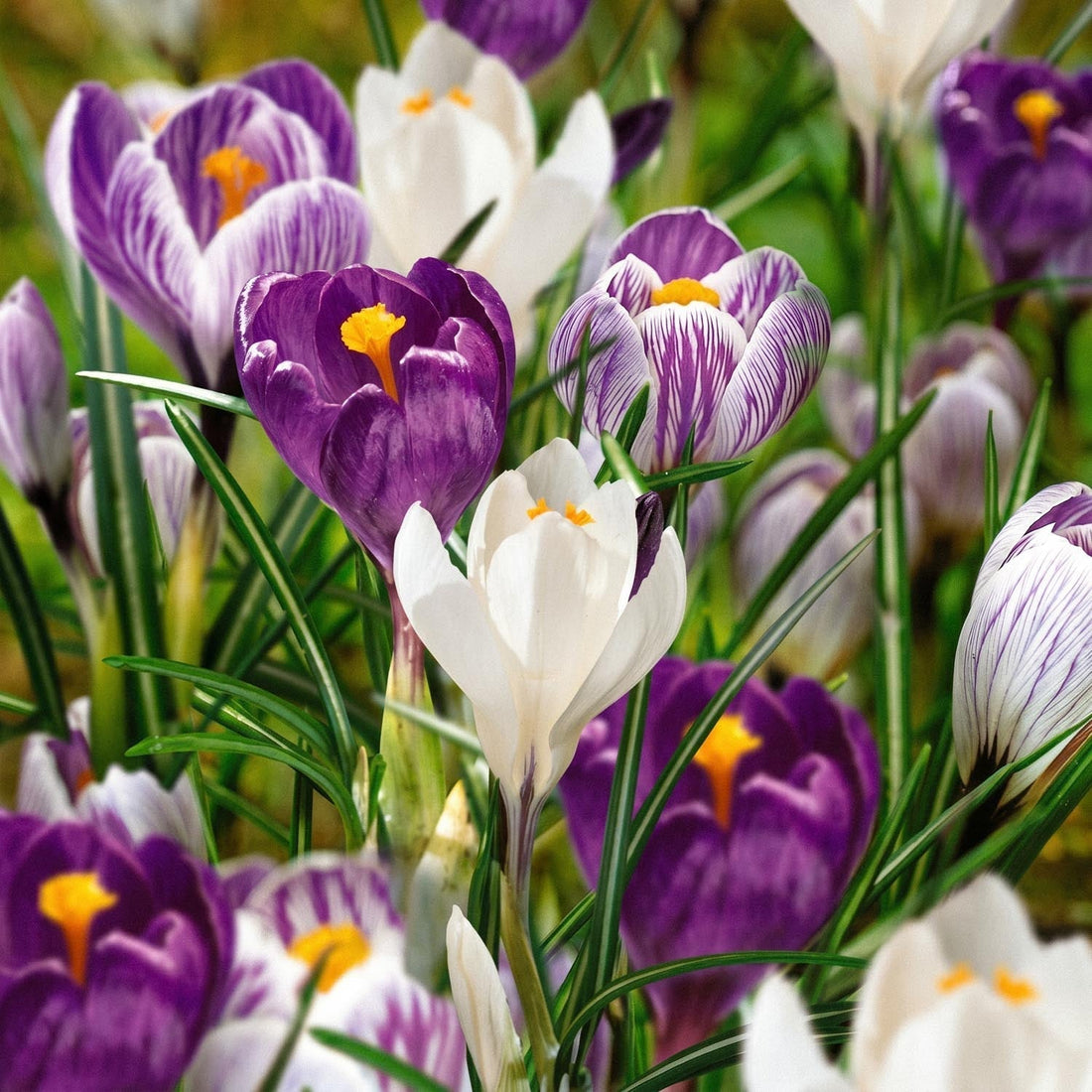 Mélange de crocus 'Blue, White & Striped Mixed'