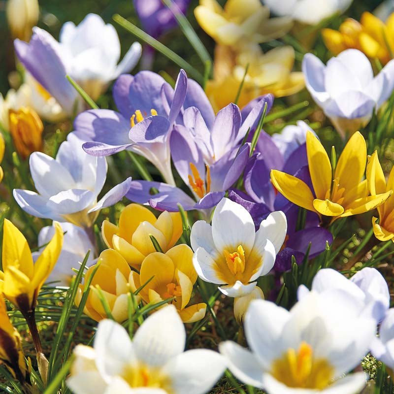 Mélange de crocus 'Chrysanthus Mixed'