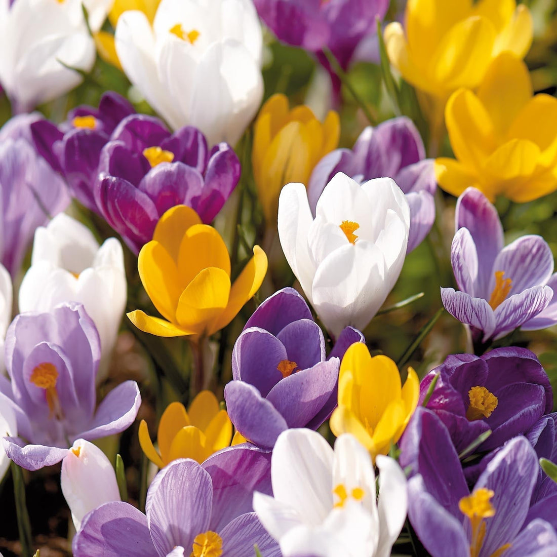 Mélange de crocus 'Vernus Mixed'