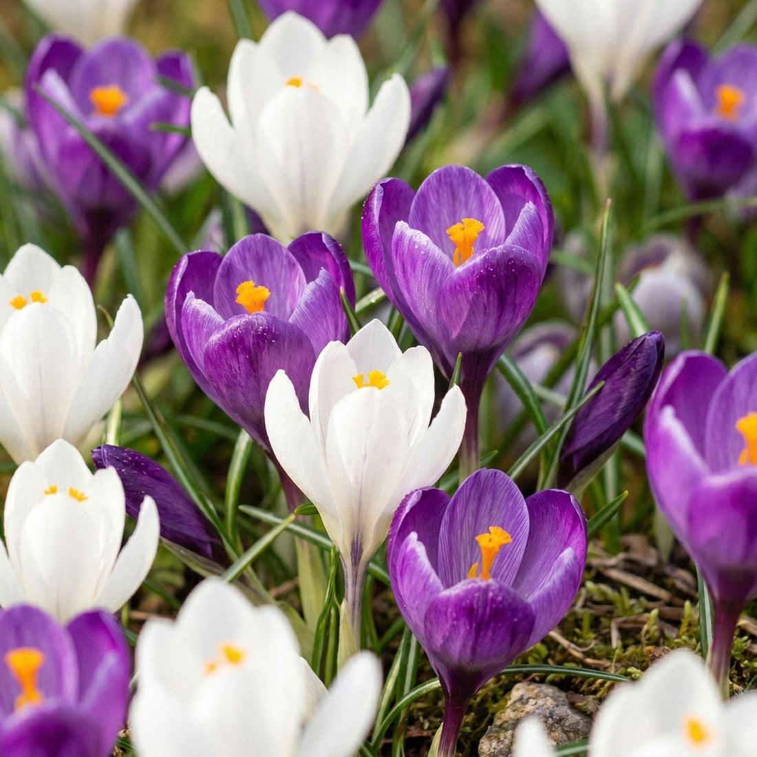 Mélange de crocus 'White & Purple Mixed'
