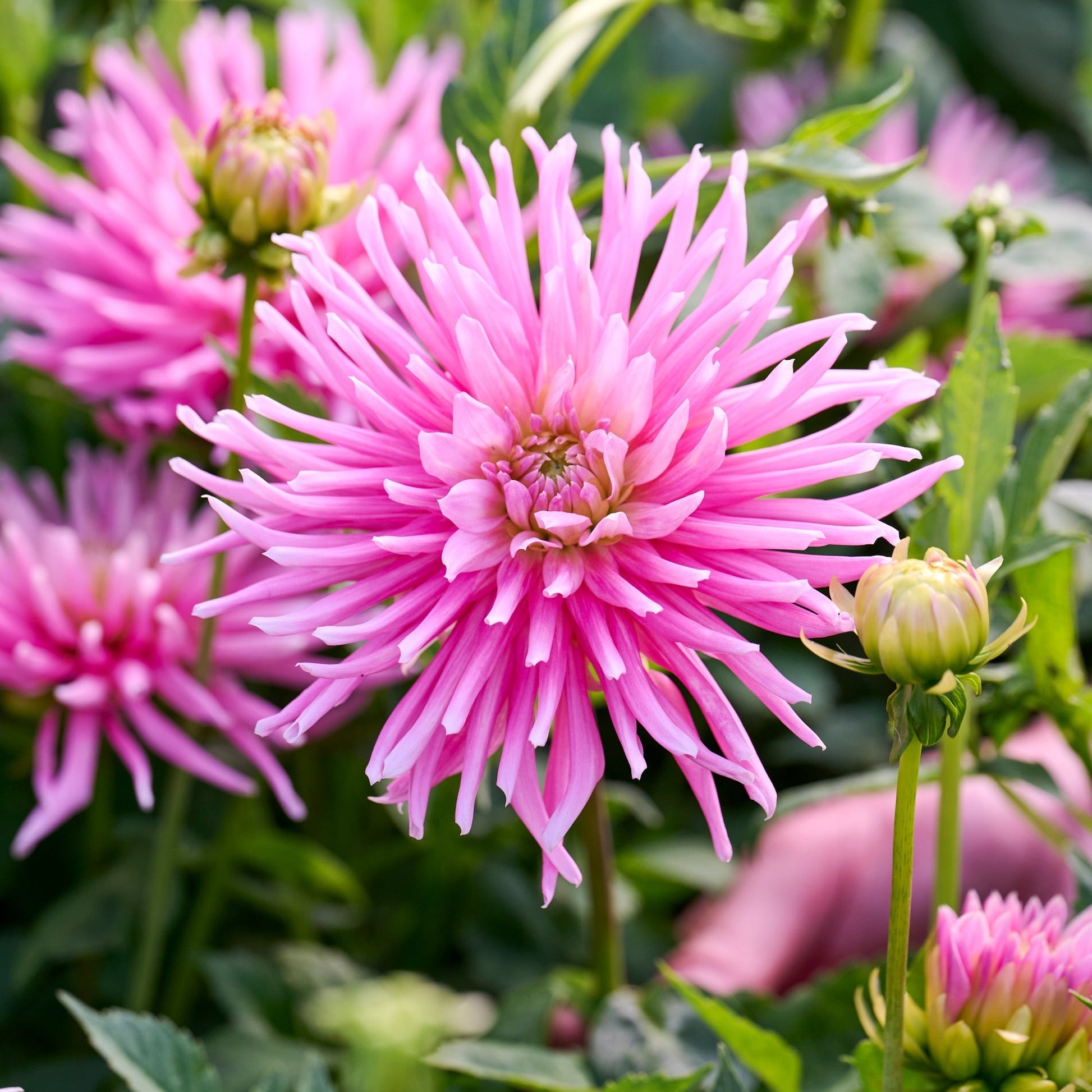 Mélange de dahlias 'All pink mix'