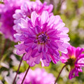 Mélange de dahlias 'All pink mix'