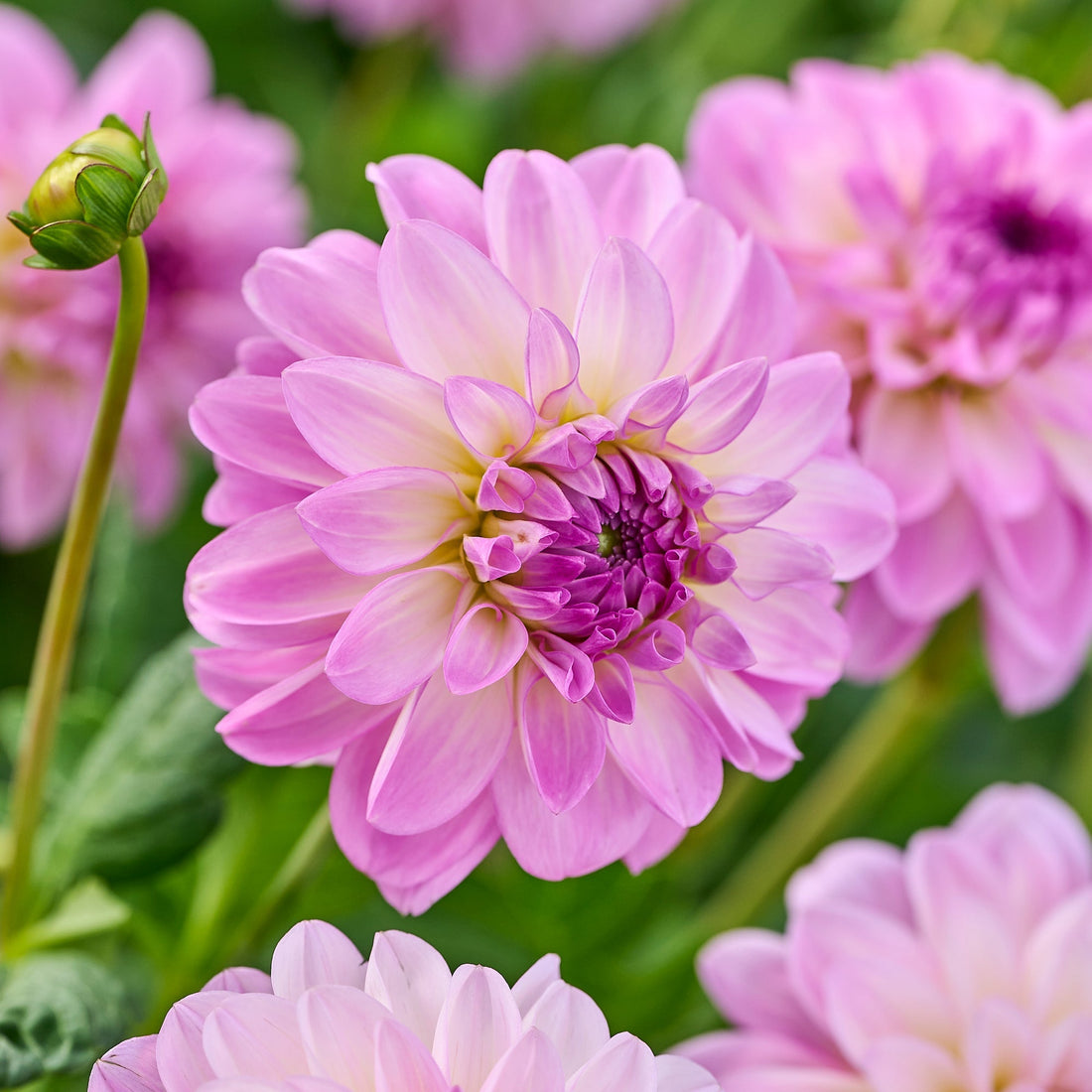 Mélange de dahlias 'All pink mix'