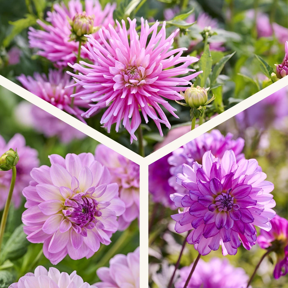 Mélange de dahlias 'All pink mix'