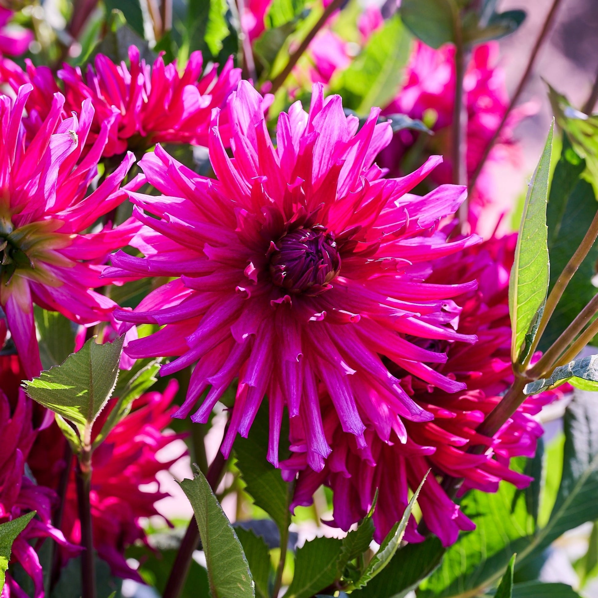 Mélange de dahlias 'All purple mix'