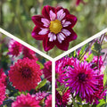 Mélange de dahlias 'All purple mix'