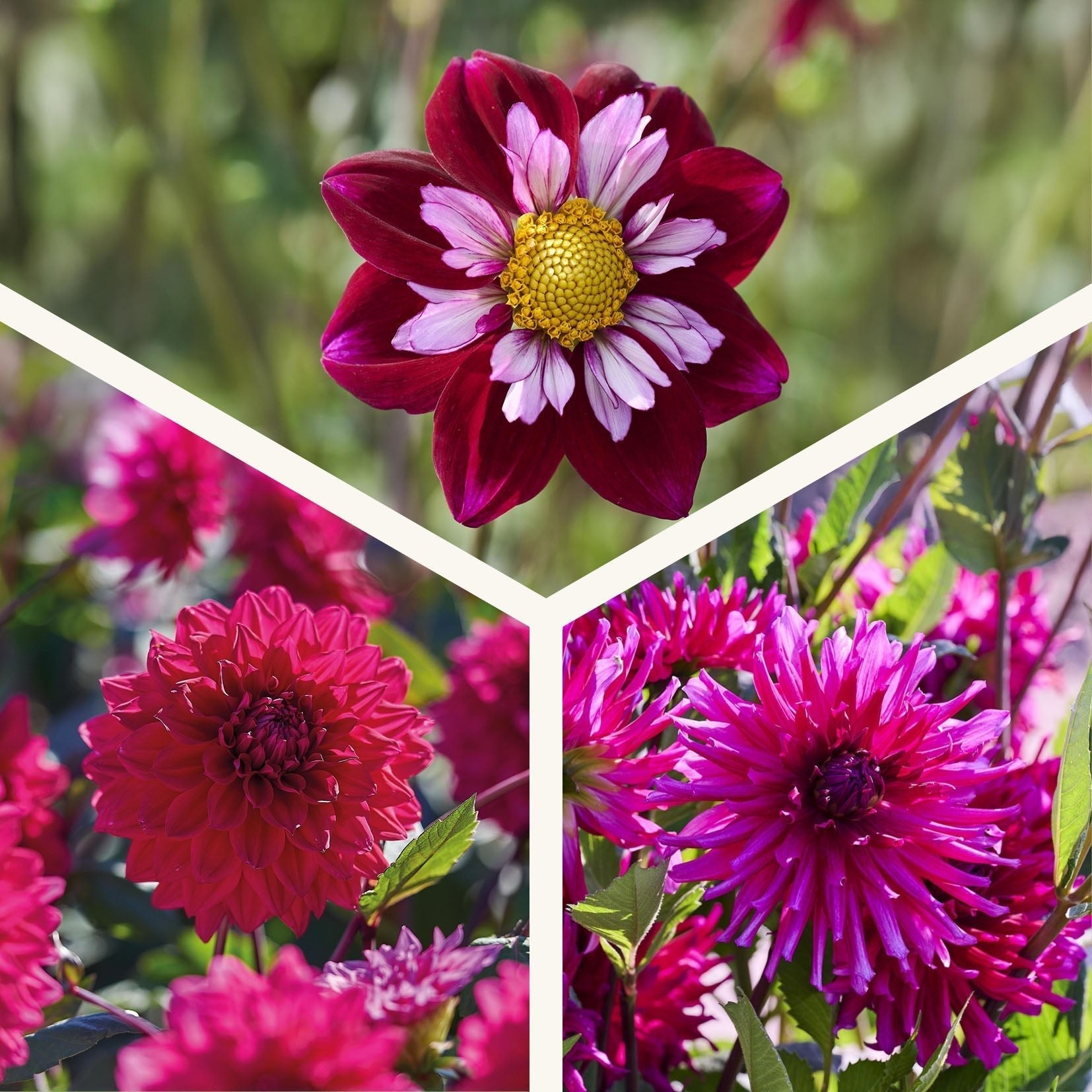 Mélange de dahlias 'All purple mix'