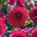 Mélange de dahlias 'All purple mix'