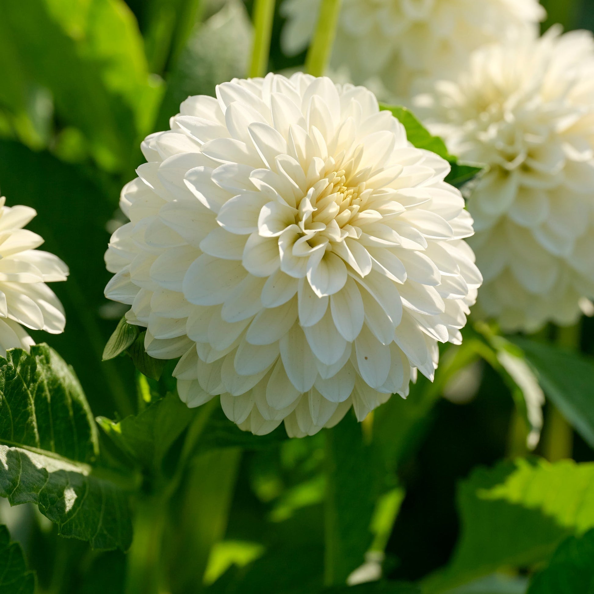 Mélange de dahlias 'All white mix'