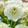 Mélange de dahlias 'All white mix'