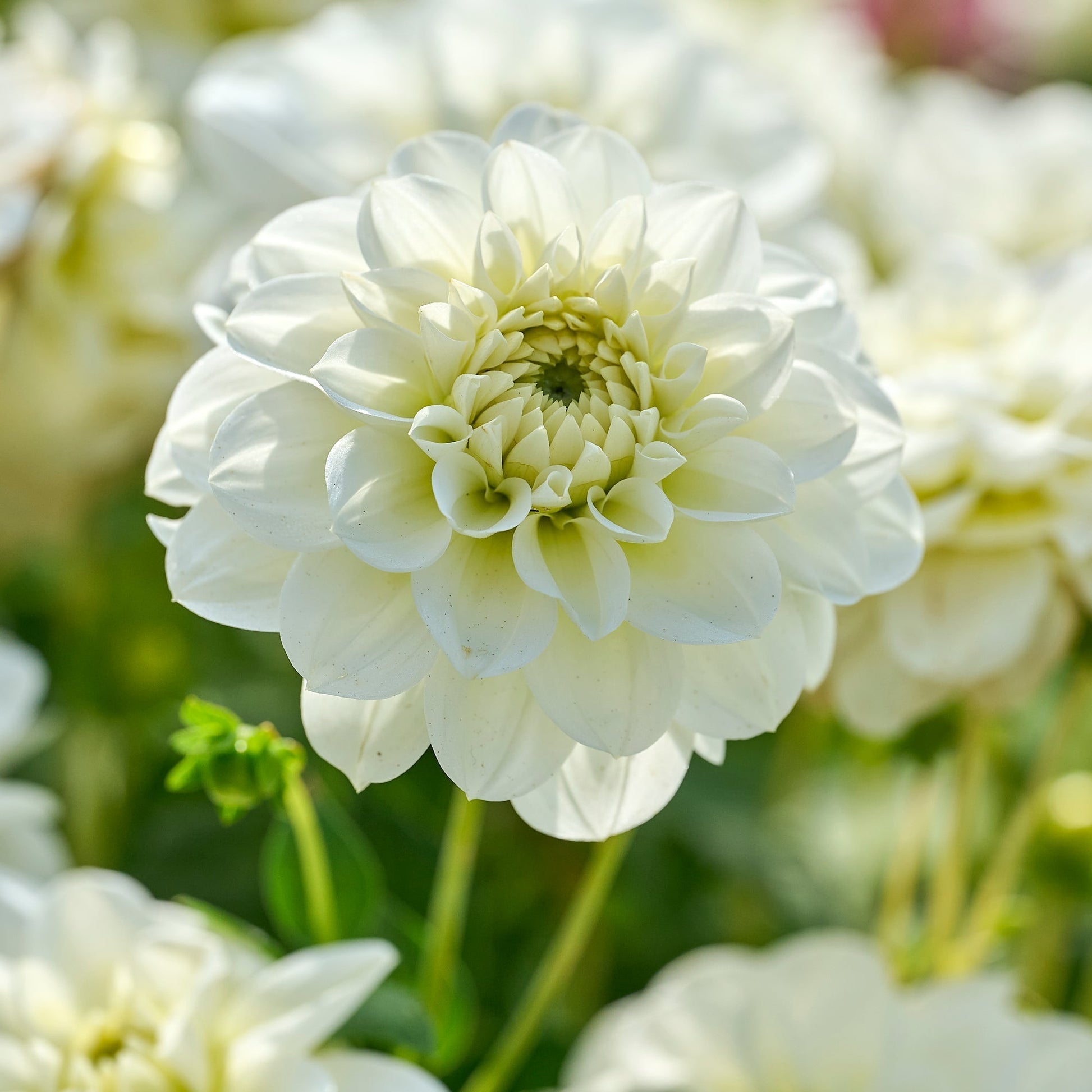 Mélange de dahlias 'All white mix'