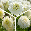 Mélange de dahlias 'All white mix'