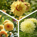 Mélange de dahlias 'All yellow mix'