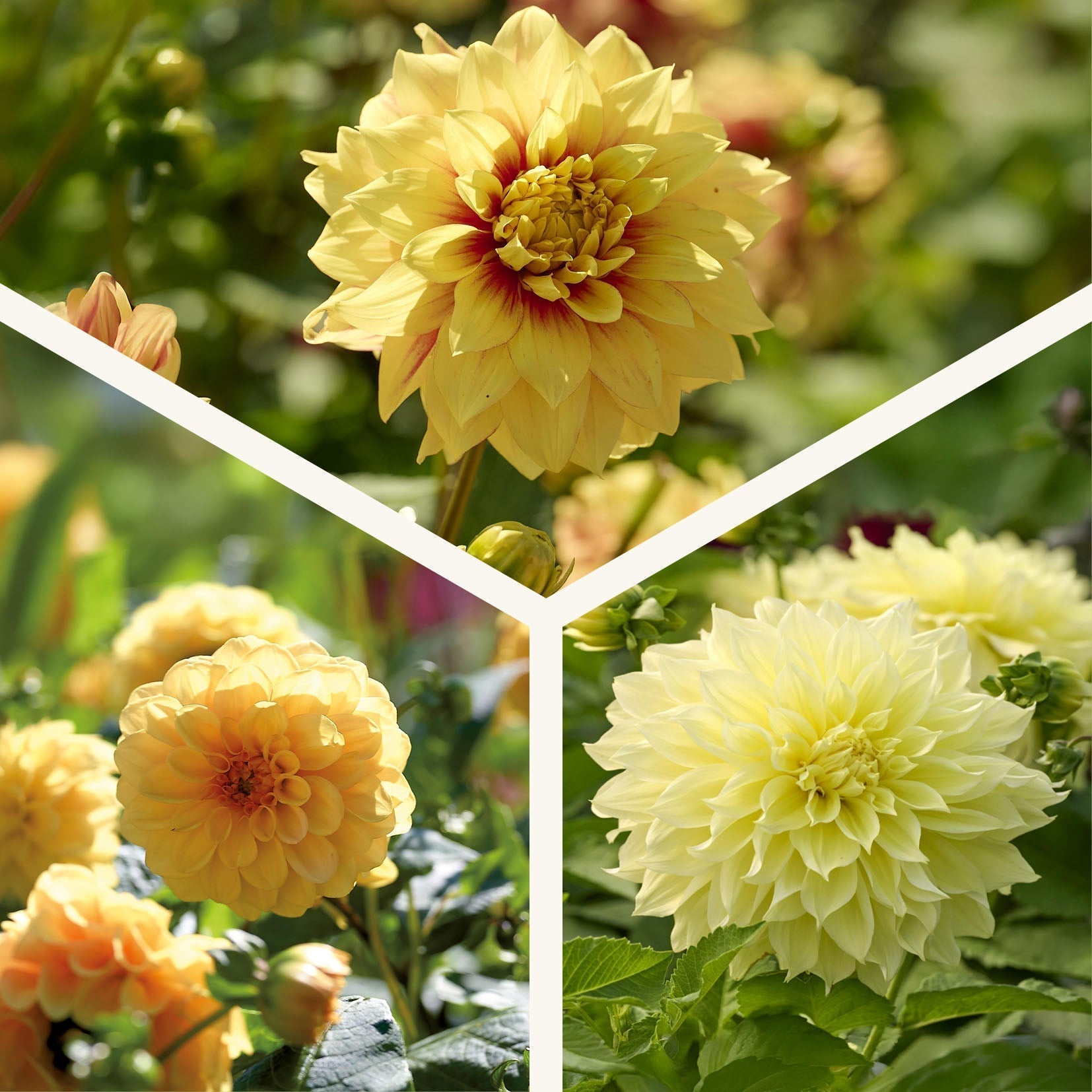 Mélange de dahlias 'All yellow mix'