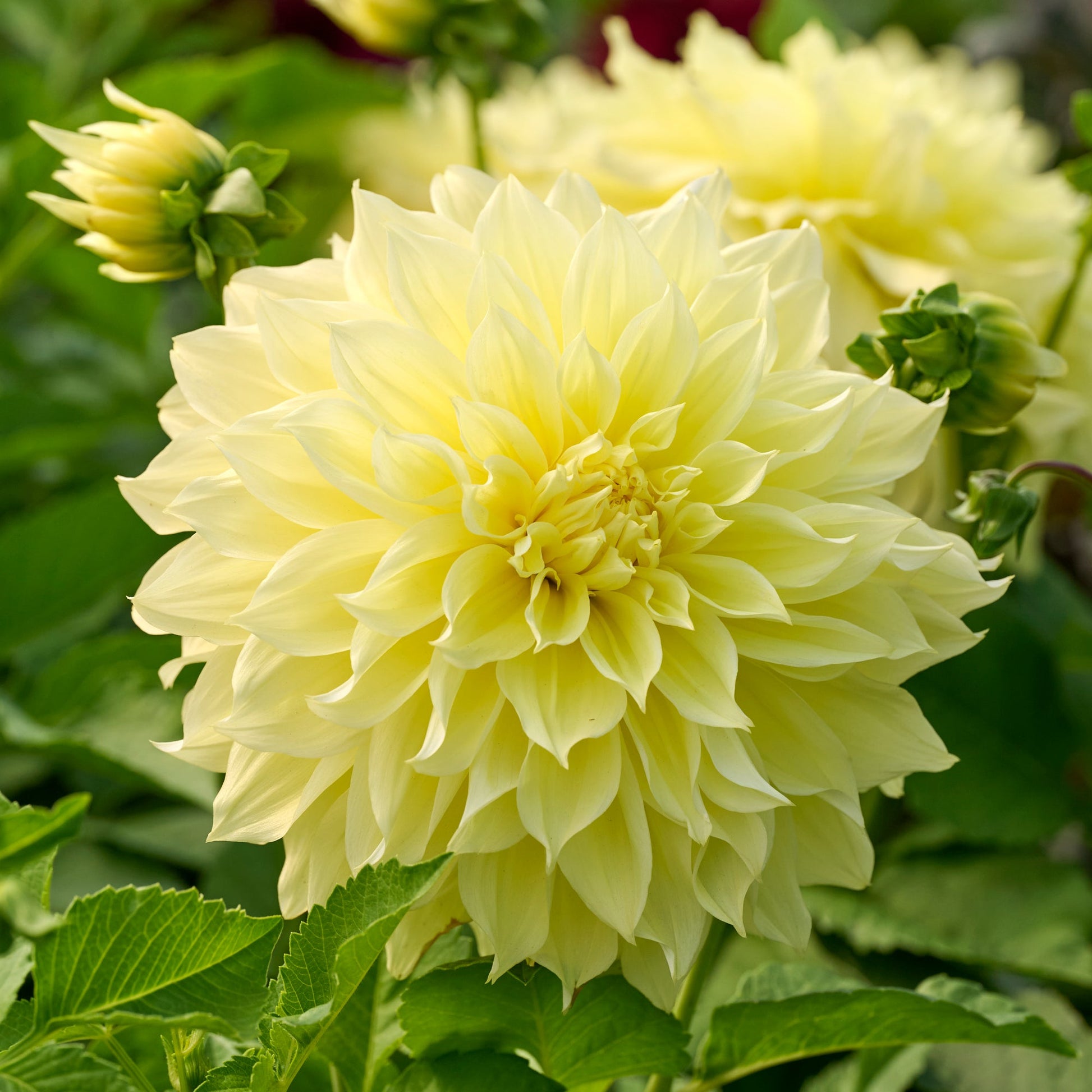 Mélange de dahlias 'All yellow mix'