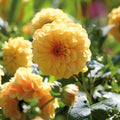 Mélange de dahlias 'All yellow mix'
