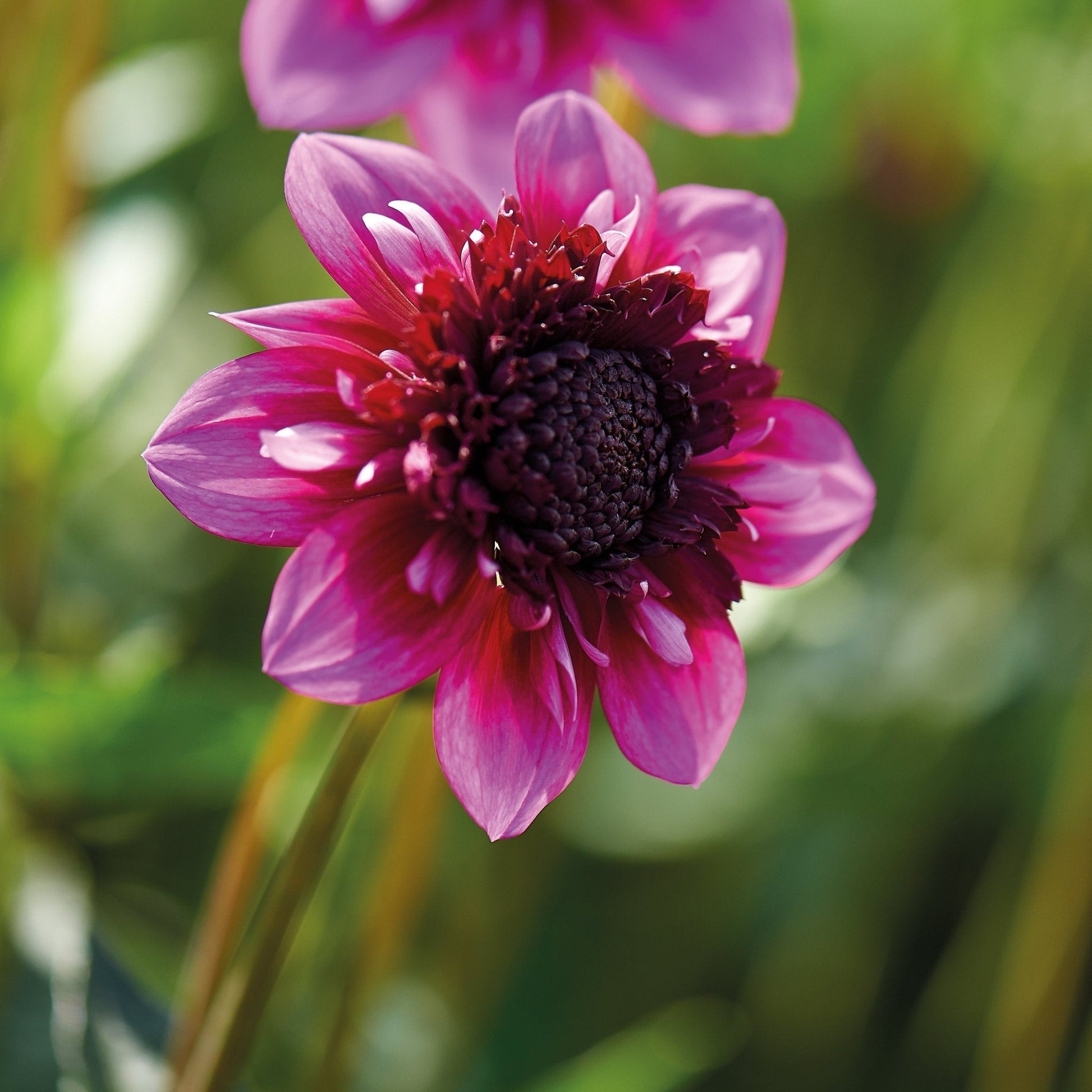 Mélange de dahlias 'Anemone mix'