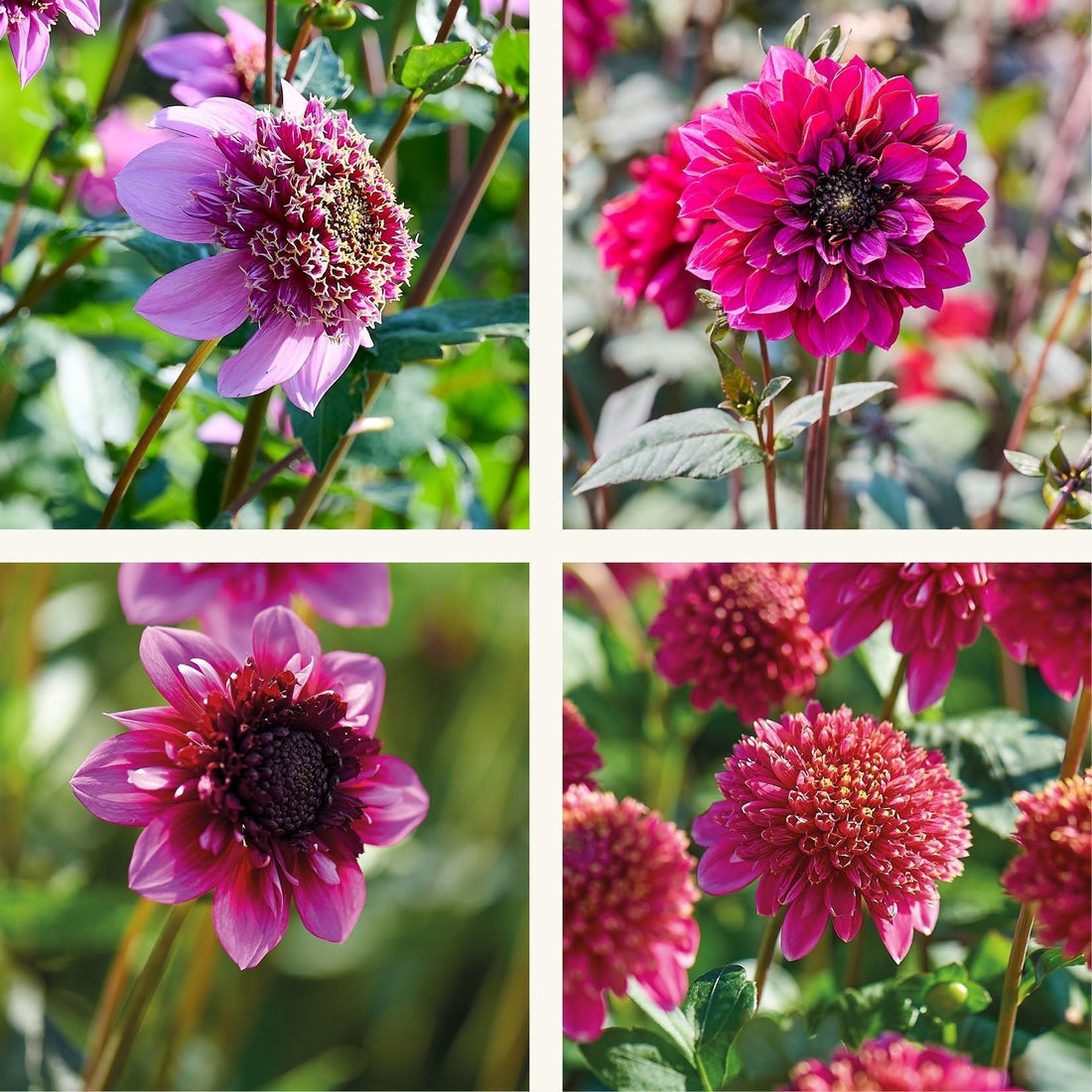 Mélange de dahlias 'Anemone mix'