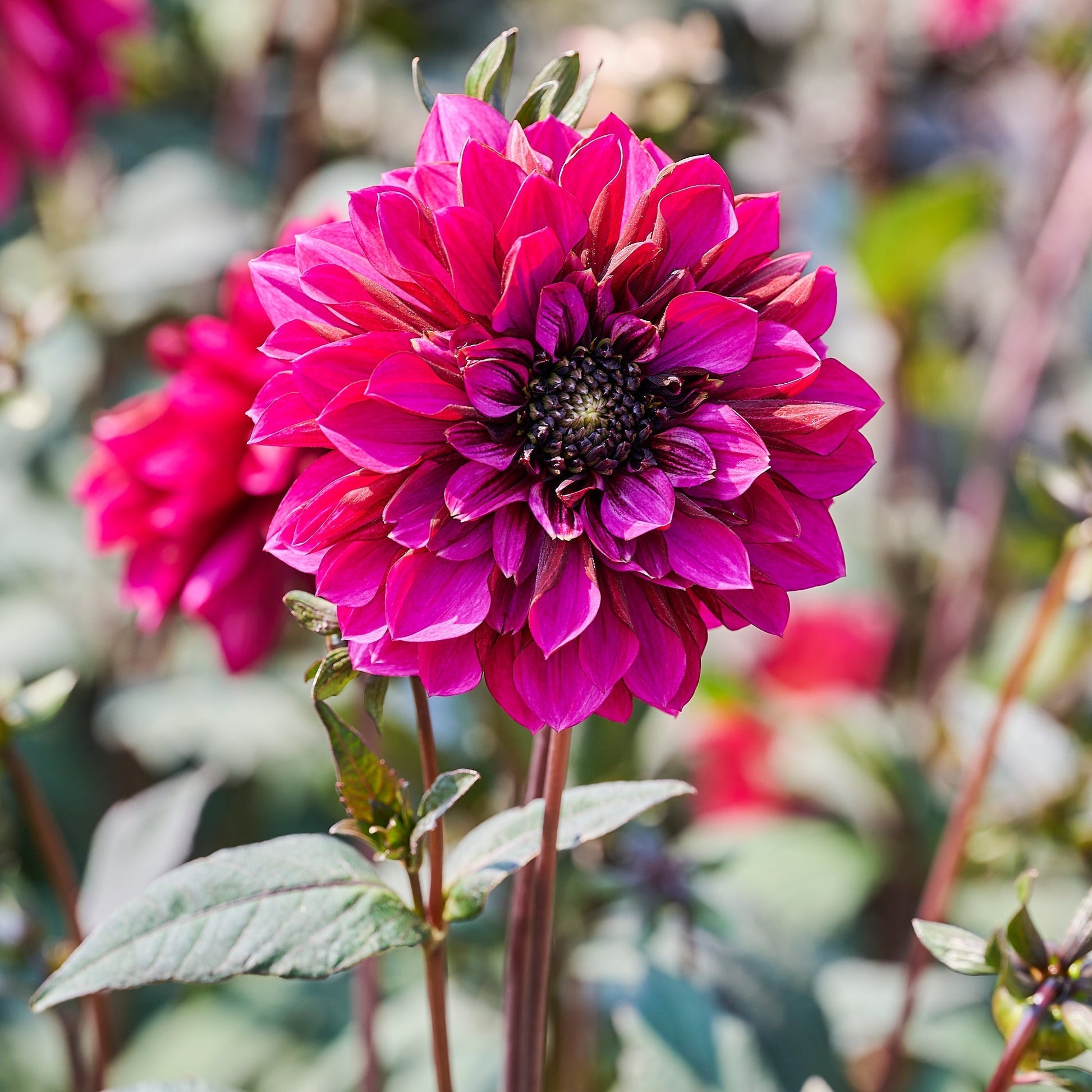Mélange de dahlias 'Anemone mix'