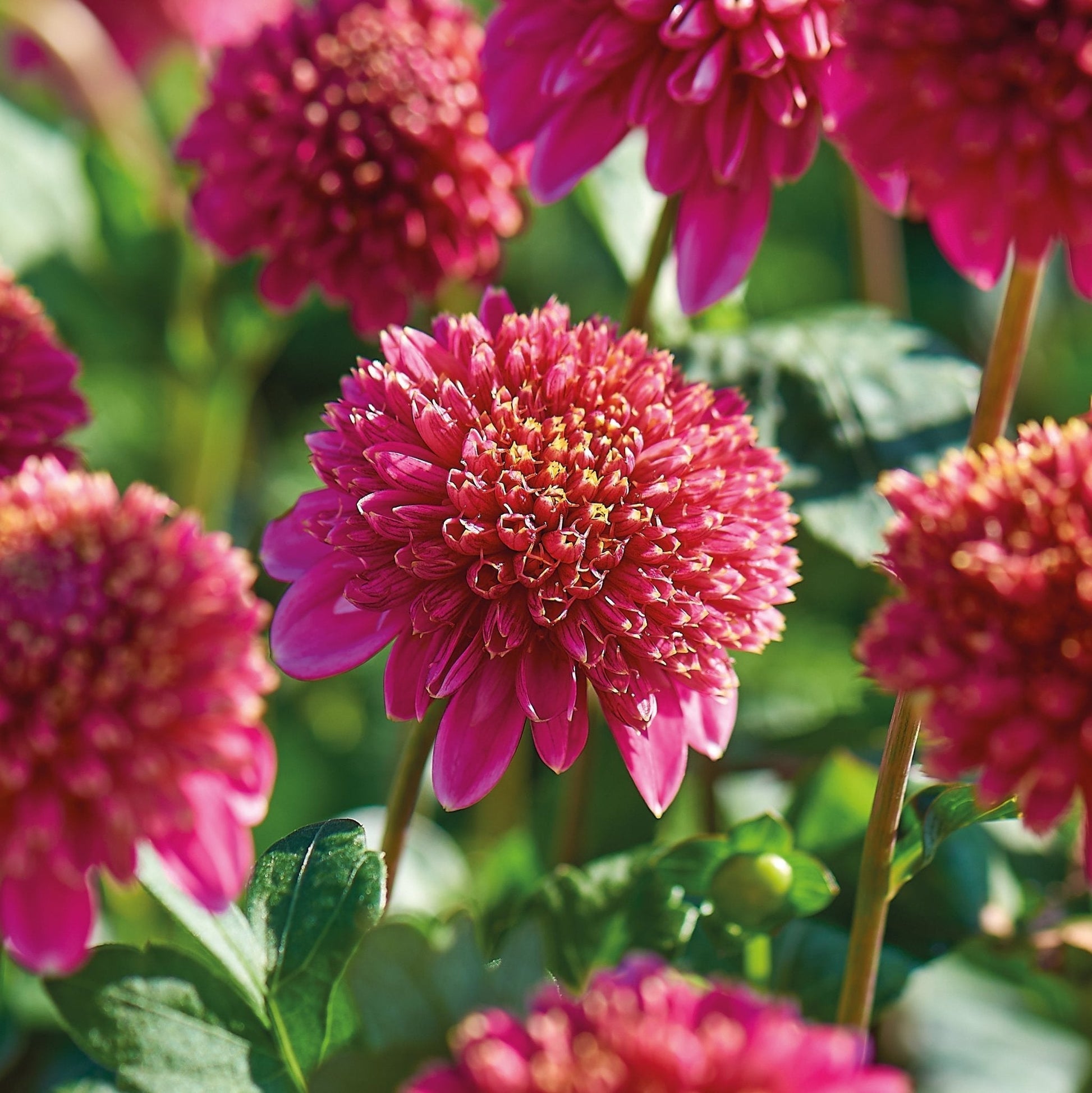 Mélange de dahlias 'Anemone mix'