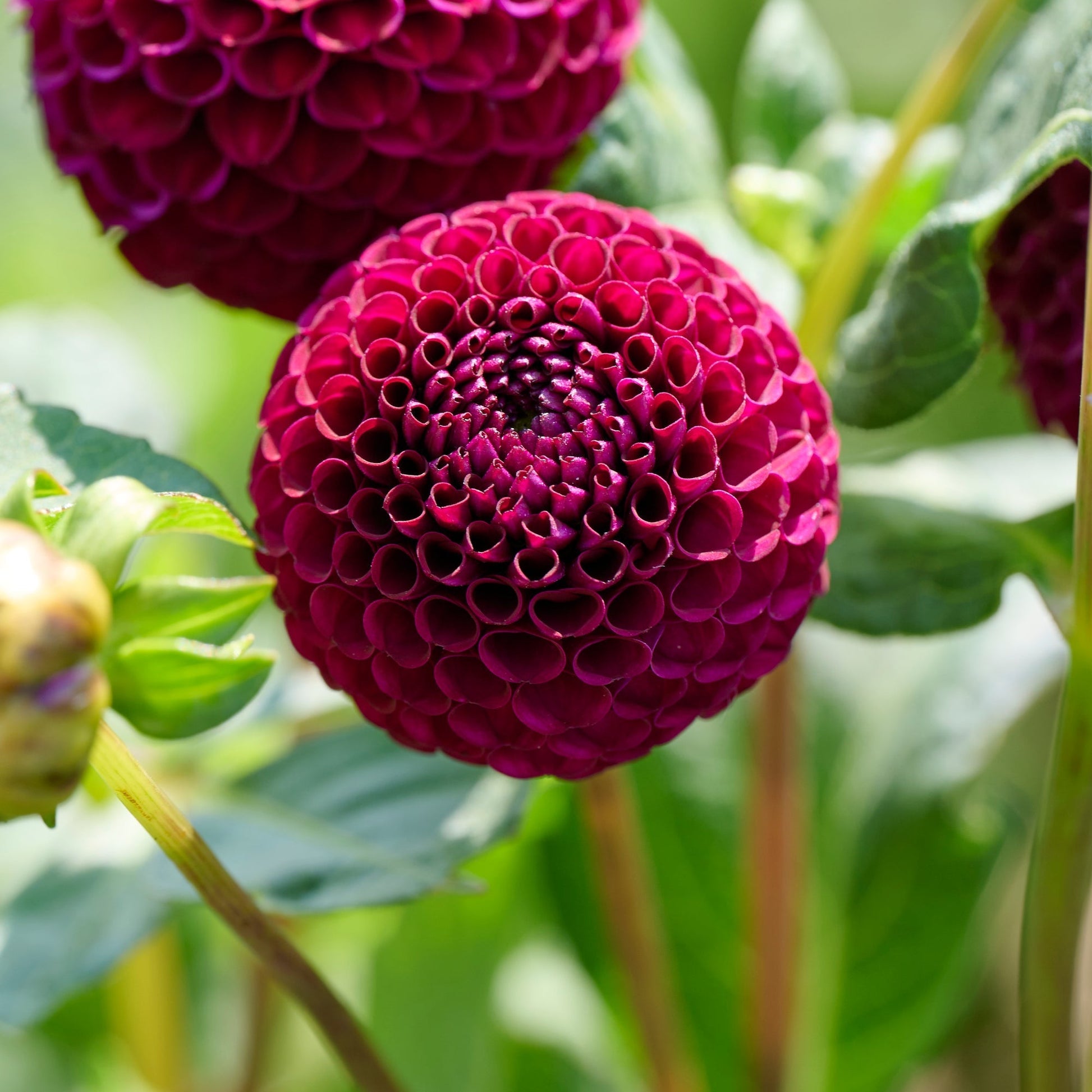 Mélange de dahlias 'Ball Mélange de dahlias'